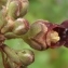  Genevieve Botti - Scrophularia oblongifolia subsp. umbrosa (Dumort.) Gamisans [1992]