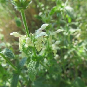 Photographie n°328794 du taxon Stachys recta L.