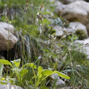 Photographie n°328892 du taxon Carex L. [1753]