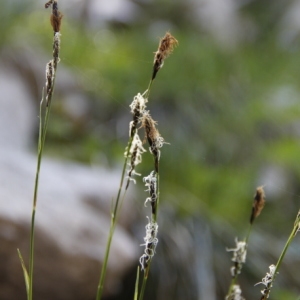 Photographie n°328894 du taxon Carex L. [1753]