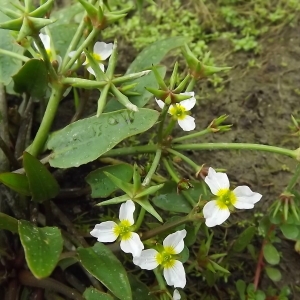 Photographie n°328979 du taxon Damasonium alisma Mill. [1768]