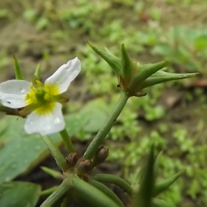 Photographie n°328988 du taxon Damasonium alisma Mill. [1768]