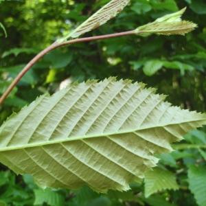 Photographie n°329133 du taxon Carpinus betulus L. [1753]