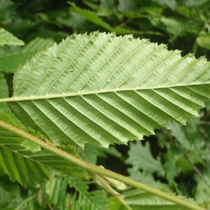 Photographie n°329134 du taxon Carpinus betulus L. [1753]