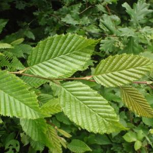 Photographie n°329135 du taxon Carpinus betulus L. [1753]