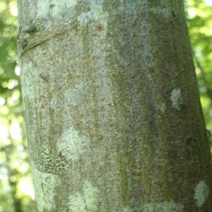 Photographie n°329136 du taxon Carpinus betulus L. [1753]