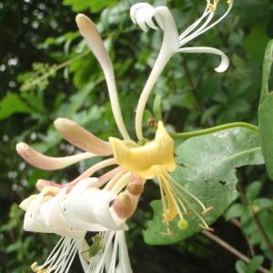 Photographie n°329142 du taxon Lonicera periclymenum L. [1753]