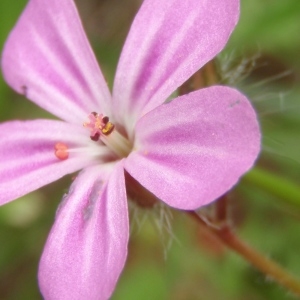 Photographie n°329148 du taxon Geranium robertianum L. [1753]