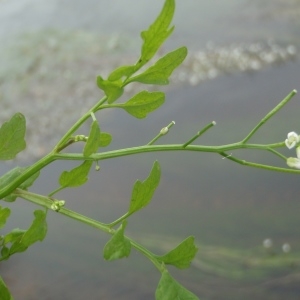 Photographie n°329150 du taxon Cardamine amara L. [1753]