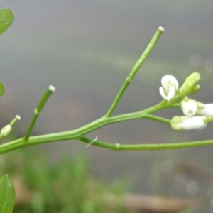 Photographie n°329151 du taxon Cardamine amara L. [1753]