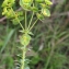  Liliane Roubaudi - Euphorbia segetalis subsp. portlandica (L.) Litard. [1936]