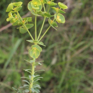Photographie n°329334 du taxon Euphorbia segetalis subsp. portlandica (L.) Litard. [1936]
