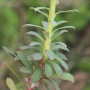 Photographie n°329335 du taxon Euphorbia segetalis subsp. portlandica (L.) Litard. [1936]