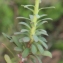  Liliane Roubaudi - Euphorbia segetalis subsp. portlandica (L.) Litard. [1936]