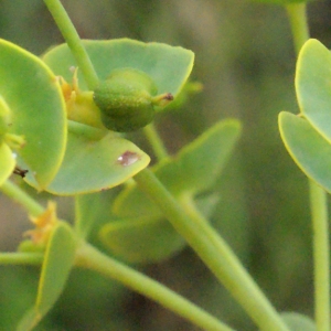 Photographie n°329338 du taxon Euphorbia segetalis subsp. portlandica (L.) Litard. [1936]