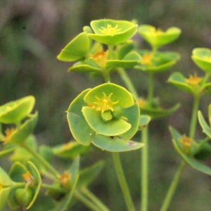 Photographie n°329339 du taxon Euphorbia segetalis subsp. portlandica (L.) Litard. [1936]