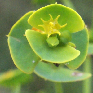 Euphorbia segetalis subsp. portlandica (L.) P.Fourn. (Euphorbe de Portland)