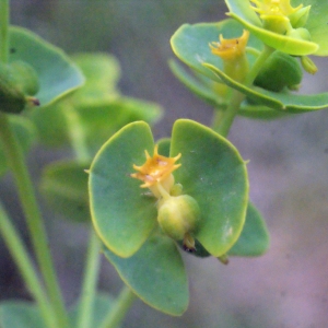 Photographie n°329341 du taxon Euphorbia segetalis subsp. portlandica (L.) Litard. [1936]