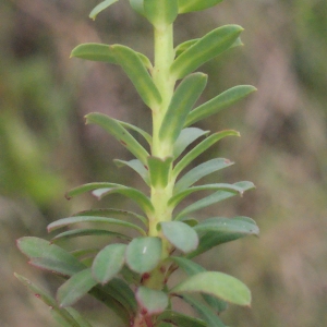 Photographie n°329342 du taxon Euphorbia segetalis subsp. portlandica (L.) Litard. [1936]