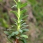  Liliane Roubaudi - Euphorbia segetalis subsp. portlandica (L.) Litard. [1936]