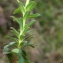  Liliane Roubaudi - Euphorbia segetalis subsp. portlandica (L.) Litard. [1936]