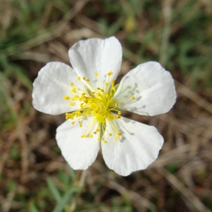  - Helianthemum apenninum subsp. apenninum