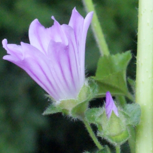 Photographie n°329639 du taxon Lavatera cretica L. [1753]