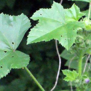 Photographie n°329642 du taxon Lavatera cretica L. [1753]