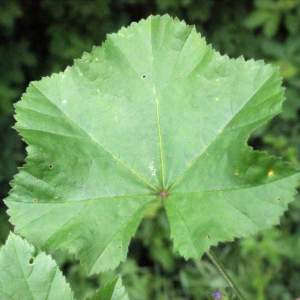 Photographie n°329643 du taxon Lavatera cretica L. [1753]