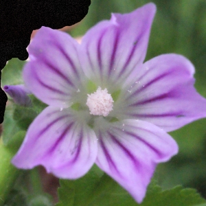 Photographie n°329647 du taxon Lavatera cretica L. [1753]