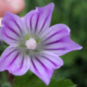 Malva pseudolavatera Webb & Berthel. (Lavatère de Crète)