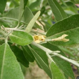 Photographie n°329657 du taxon Elaeagnus umbellata Thunb. [1784]