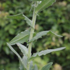 Photographie n°329664 du taxon Lepidium heterophyllum Benth. [1826]