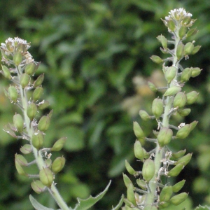 Photographie n°329667 du taxon Lepidium heterophyllum Benth. [1826]