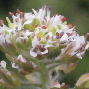 Lepidium campestre subsp. heterophyllum var. smithii (Hook.) Bonnier (Passerage à feuilles variables)