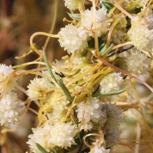 Photographie n°329725 du taxon Cuscuta approximata Bab.