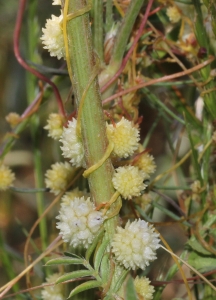 Marie  Portas, le 27 mai 2015 (Saint-Jurs)