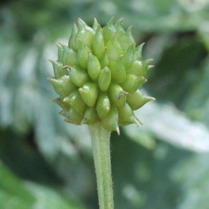 Photographie n°329742 du taxon Ranunculus repens L.