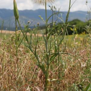 Photographie n°329750 du taxon Tragopogon pratensis L. [1753]