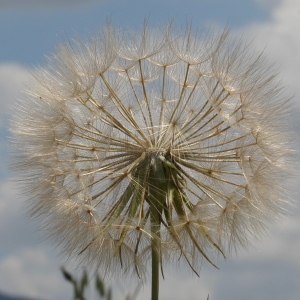 Photographie n°329751 du taxon Tragopogon pratensis L. [1753]