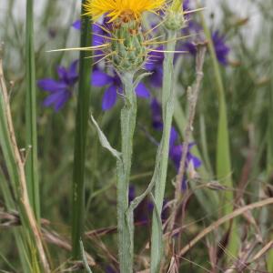 Photographie n°329763 du taxon Centaurea solstitialis L.