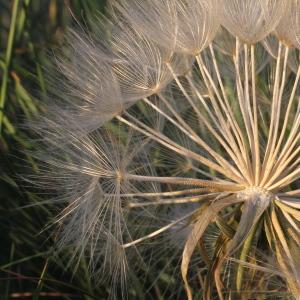 Photographie n°329779 du taxon Tragopogon pratensis L. [1753]