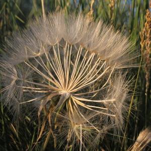 Photographie n°329780 du taxon Tragopogon pratensis L. [1753]