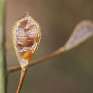 Photographie n°329787 du taxon Camelina sativa (L.) Crantz