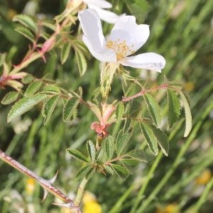 Photographie n°329803 du taxon Rosa agrestis Savi