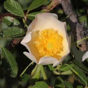 Photographie n°329821 du taxon Rosa agrestis Savi