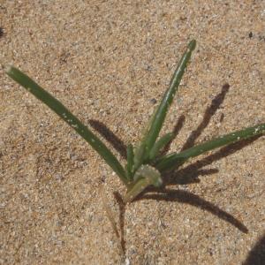 Photographie n°329902 du taxon Salsola kali L. [1753]