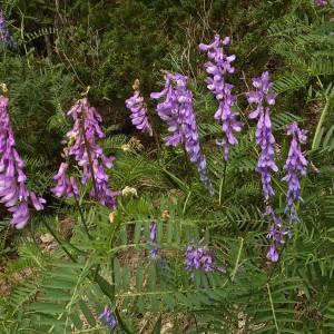 Photographie n°329929 du taxon Vicia cracca L. [1753]