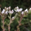  Liliane Roubaudi - Sedum anglicum Huds. [1778]