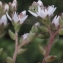  Liliane Roubaudi - Sedum anglicum Huds. [1778]